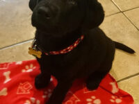 Introducing our Puppy Partner…Hesta!